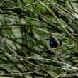 Gorgebleue apportant de la nourriture à ses petits