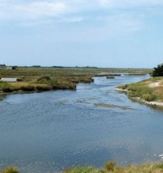 Sortie ornithologique guidée dans le polder de Sébastopol