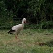 Cigogne blanche cherchant sa nourriture