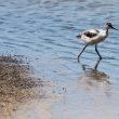 Poussin d’Avocette élégante