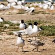 Mouettes mélanocéphales avec poussins