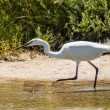 Aigrette garzette