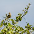 Pipit farlouse