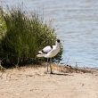 Avocette élégante