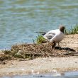 Mouette rieuse et son poussin