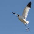 Avocette élégante en vol