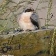 Séjour d’une Pie-grièche à poitrine rose dans l’Orne (Normandie) en juin 2018