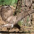 Observation d’une Buse variable pratiquant le formicage en Belgique