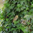 Serin cini nichant dans le lierre