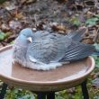 Pigeon ramier prenant un bain