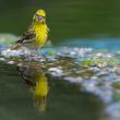 Serin cini à l’abreuvoir