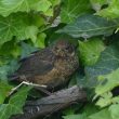 Jeune Merle noir dans le lierre