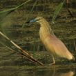 Crabier chevelu en Camargue