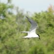 Sterne hansel en Camargue