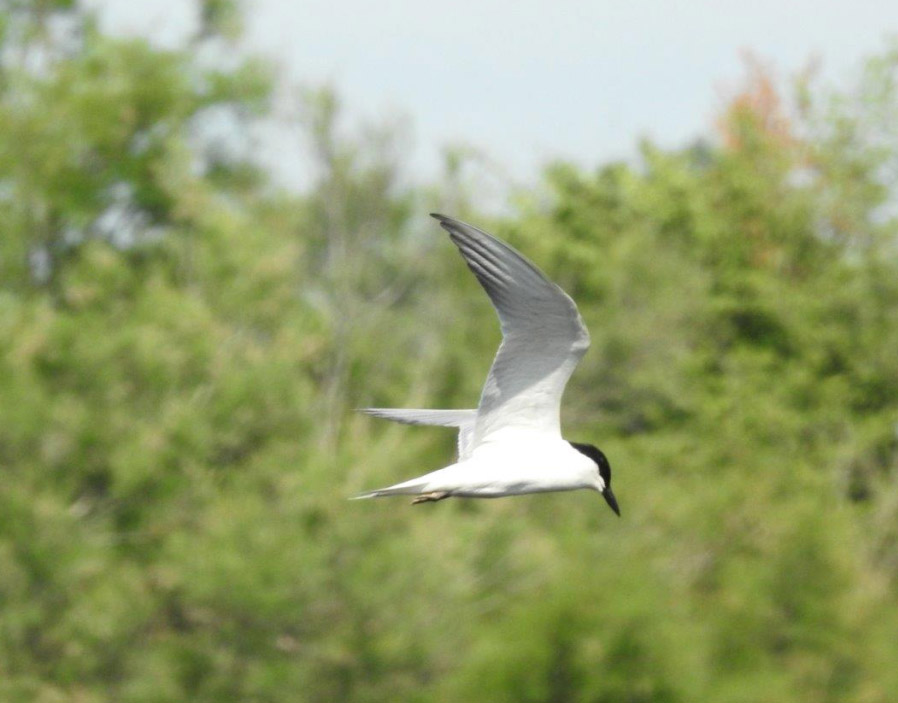 Sterne hansel en Camargue