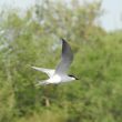 Sterne hansel en Camargue