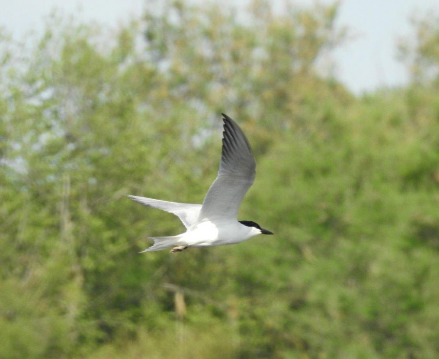 Sterne hansel en Camargue