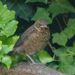 Jeune Merle noir dans le lierre