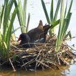 Le comportement parasitaire méconnu de la Gallinule poule-d’eau