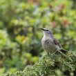 Pipit spioncelle dans les Pyrénées