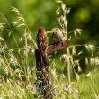 Moineaux cisalpins mâle et juvénile