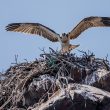 Balbuzard pêcheur sur son aire