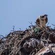 Balbuzard pêcheur dans la réserve de Scandola