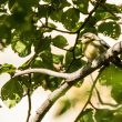 Mésange bleue juvénile en Corse