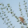 Moineau cisalpin femelle en Corse