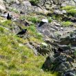 Craves à bec rouge dans les Alpes