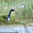 Un cas d’hybridation entre un Héron cendré et une Aigrette garzette dans la Somme en août 2018