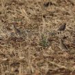 Pluviers guignards en Côte-d’Or