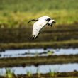 Ibis sacré en Grande Brière