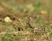 Pluvier guignard | Eudromias morinellus | Eurasian Dotterel