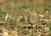 Pluvier guignard | Eudromias morinellus | Eurasian Dotterel