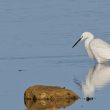 Aigrette garzette