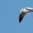 Mouette rieuse