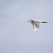 Grande Aigrette en vol