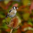 Chardonneret élégant sur une cardère