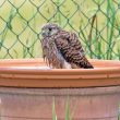 Faucon crécerelle prenant son bain