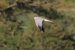 Busard pâle | Circus macrourus | Pallid Harrier