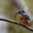 Martin-pêcheur et  larve de libellule