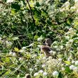 Linotte mélodieuse femelle