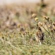 Pipit farlouse