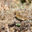 Pipit farlouse