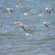 Bécasseaux sanderlings