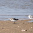 Bécasseaux sanderlings