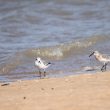 Bécasseaux sanderlings