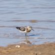 Bécasseau sanderling