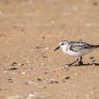 Bécasseau sanderling